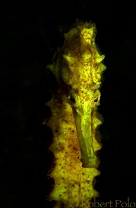 Yellow seahorse portrait by Robert Polo 